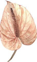 Watercolor flower of anthurium. Pastel colors. Hnad painted illustration. Clipart. Isolated element. Modern exotic plants. Tropical flowers. best for prints, invitations, DIY