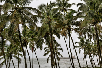 Fototapeta na wymiar Beautiful beach. Palm trees in the monsun rain. Rain season. Goa off season. Aguada Fort - North Goa, India.