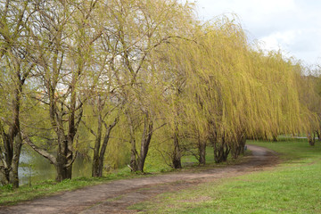 A picturesque footpath in the park