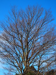 早春の欅の大木