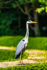 Grey heron bird