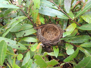 bird, nest, nature, tree, animal, wildlife, young, wild, baby, spring, grass, green, brown, forest, birds, leaves, egg, blackbird, sparrow, home, beak, small