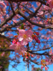青空と満開の河津桜