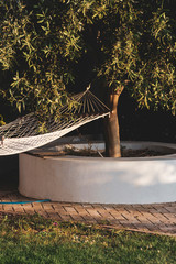 Hammock hanging from olive tree.