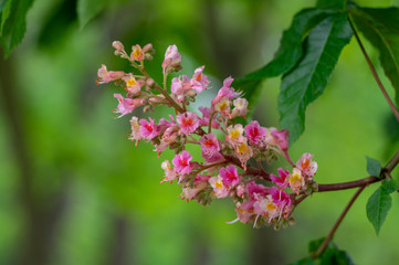Aesculus carnea pavia red horse-chestnut flowers in bloom, bright pink flowering ornamental tree