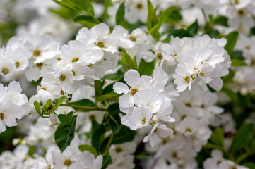Exochorda racemosa Snow Mountain white flowering shrub, ornamental plant in bloom