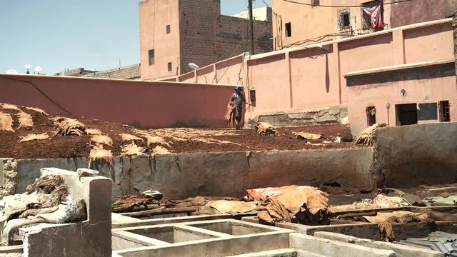 a worker collects animal hides drying in the sun at an ancient tannery in marrakech, morroco