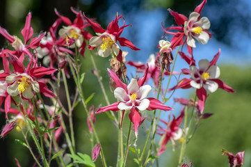 Aquilegia caerulea red white yellow flowering plant, beautiful ornamental herbaceous perennial flowers in bloom