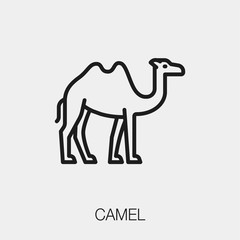 camel icon vector sign symbol