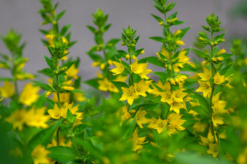 Lysimachia punctata bright yellow dotted loosestrife flowering plant, group of beautiful flowers in bloom