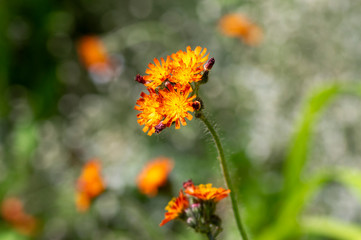 Pilosella aurantiaca wild flowering plant, orange flowers in bloom