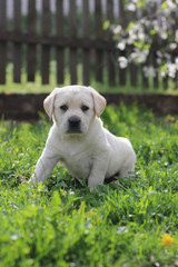 A beautiful chubby beige retriever labrador puppy is sitting on a green bright lawn.