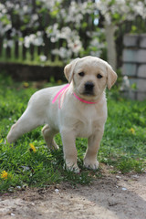Little puppy Labrador Retriever girl with a pink ribbon on a green meadow under a blossoming cherry.