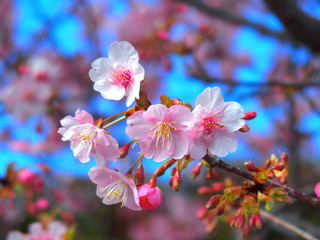青空と満開の河津桜