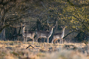 Roe deer in wild
