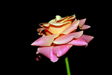 rose isolated on white background