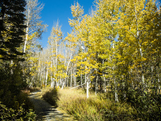 Birches at Lake Tahoe, Nevada