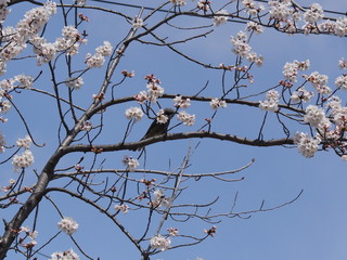 桜とヒヨドリ