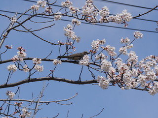 桜とヒヨドリ
