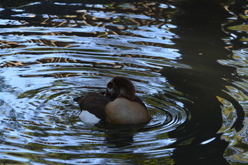 nadando en el lago