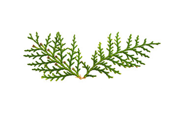 thuja isolated on white background