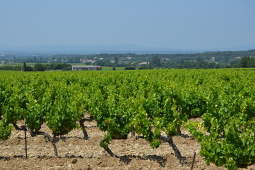 Fototapeta na wymiar Champ de vigne