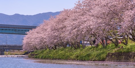 2020年4月,池田川の桜並木