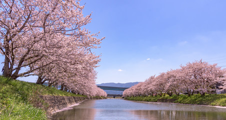 2020年4月、糸島の美しい河川敷の桜