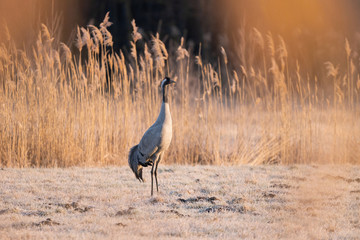 Common crane in wild nature