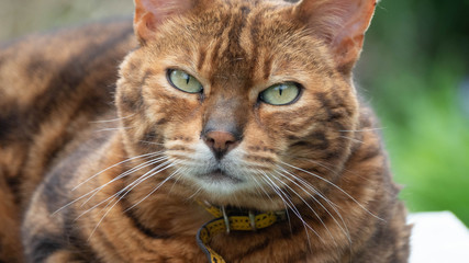 tres beau Chat Bengal qui joue dans le jardin et qui pren le soleil.