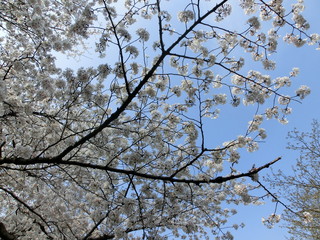 日本の桜の美しい写真です。
Japanese cherryblossom