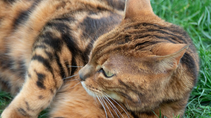 tres beau Chat Bengal qui joue dans le jardin et qui pren le soleil.
