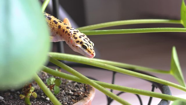 Close up of leopard gecko sitting on a plant. Plant-eating lizard detected at home. Beautiful spotted gecko on a leaves of potted plant, houseplant.