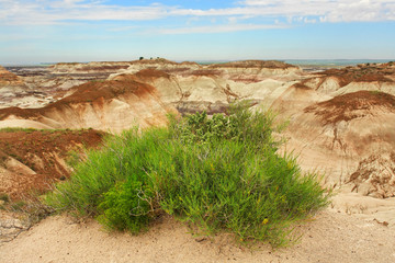 Petrified Forest National Park  in  Arizona named for its large deposits of petrified wood