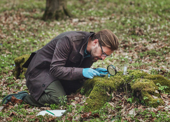 Absorbed botanist in rubber gloves collecting and studying moss samples using tweezers and magnifier