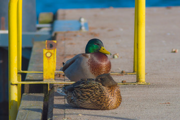 Ducks, female and male, birds sit on the concrete platform, duck, nature, water in the background, bokeh, animals