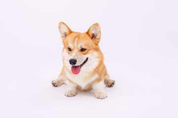 welsh corgi pembroke dog isolated on white background