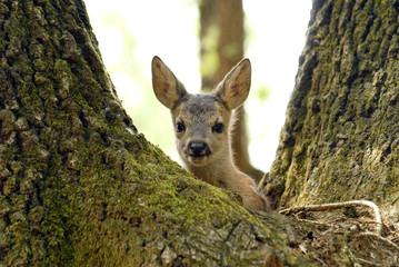 Portrait de petits chevreuils au milieu d'une foret en Europe durant l'été.