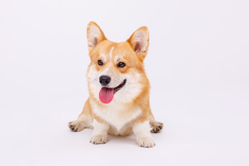 welsh corgi pembroke dog isolated on white background