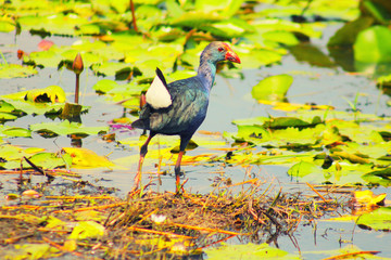 The bird on the water