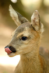 Portrait de petits chevreuils au milieu d'une foret en Europe durant l'été.