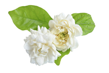 Thai jasmine white flower  isolated on white background.This has clipping path. 