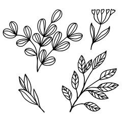 Fototapeta na wymiar Vector images on a white background in a linear style, leaves and flowers for the decoration of covers, coloring books, botanical illustrations, packaging