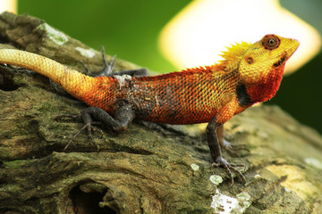 lizard on a tree