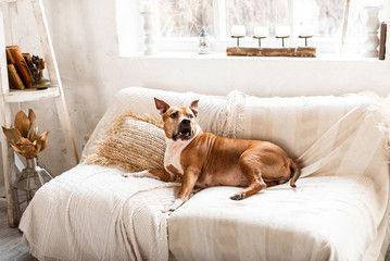 american staffordshire terrier american staffordshire terrier resting on a light sofa in the house.