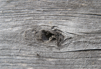 Old gray board with a wooden knot. Aged tree with a large sting. Abstraction or background.