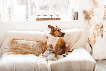 american staffordshire terrier american staffordshire terrier resting on a light sofa in the house.