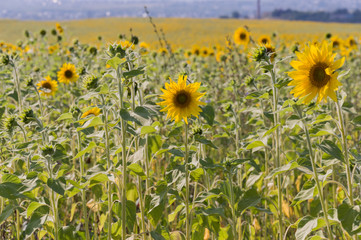 Sunflowers. There are many yellow sunflowers around. Meadow in the early autumn. Gold colors. Green forest and mountains far away. Calm blue heaven with no clouds above