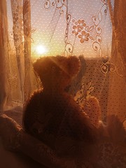 Bear front of sunset