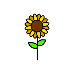 sunflower Illustration on white background